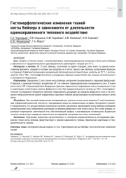 Гистоморфологические изменения тканей кисты Бейкера в зависимости от длительности однонаправленного теплового воздействия
