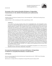 Систематика американских кузнечиков (Orthoptera: Tettigoniidae). Сообщение 12: подтрибы Steirodontina и Anaulacomerina